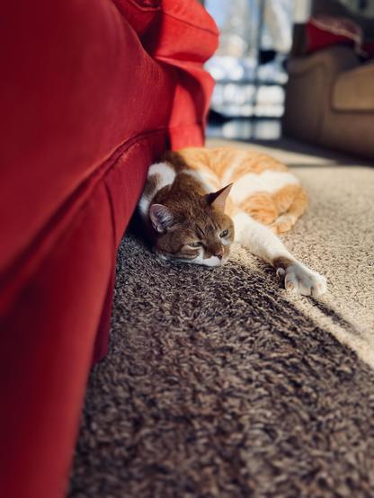 A yellow-and-white harlequin tabby cat lying comfortably on the floor next to a crimson red couch. His yellow eyes are half-open, and one of his paws is stretched out in front of him. Half his body is cast in sunlight, the other half in shadow. He looks content and relaxed. In the background, the picture fades into a creamy bokeh, with the crisp blue-and-white of fresh fallen snow showing through a sliding glass door.