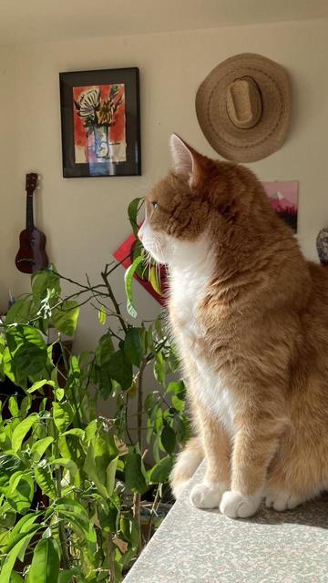 A sitting orange and white cat is seen from the side.  Its white throat and chest are lit up with sunshine from windows off to left.   It seems to be gazing toward the outdoors.  Green leaves of a potted lemon tree also catch the sunlight.