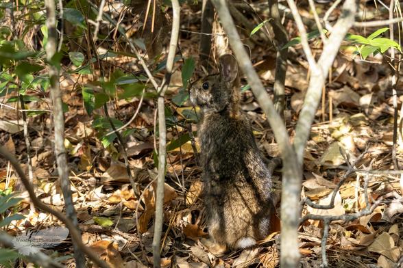 A rabbit stands in a wooded area with fallen leaves and undergrowth.