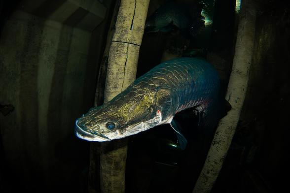 Un ejemplar de pirarucú (Arapaima gigas), en una imagen de archivo (A. Martin UW Photography vía Getty Images)