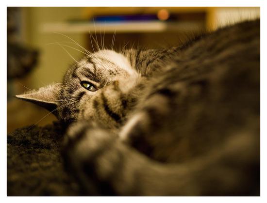 En liggande bild på katten Sonja som rullat ihop sig på en stol för att sova med har det enda synliga ögat öppet och tittar in i kameran. Hennes morrhår spretar. I bakgrunden lyser det blått och lite orange från ett tangentbord och en mus. Bilden är medveten varm i tonen.