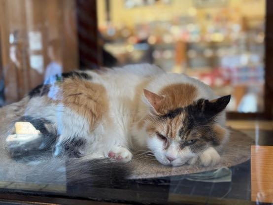 A close-up of Nitama. Nitama is a female calico cat, and has white fur with brown and ginger patches. She is sleeping in her glass cabinet at Kishi station and looking suspiciously at the camera.