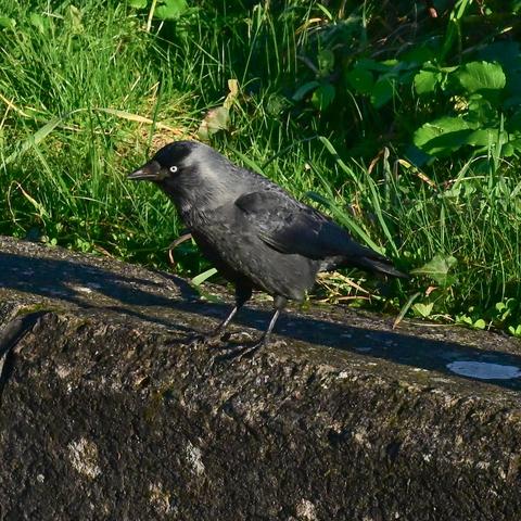 A grey jackdaw with a light coloured eye stands on a wall. He is eleven years old and comes to meet his rescuer every day.