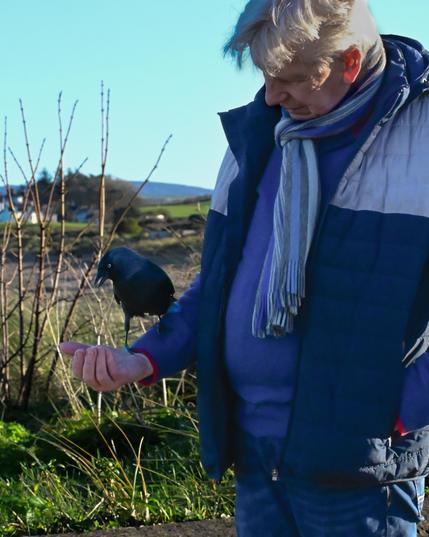 Charlie stands on his friends arm and can take grain from his hand. His rescuer is a white haired man, wearing a blue shirt, jacket and jeans. There are hills, houses, fields and a blue sky in the background.