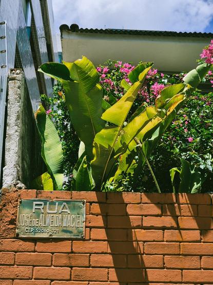 A foto mostra uma parede de tijolos avermelhados com uma placa de rua escrita "Rua José de Almeida Maciel". Atrás da parede, folhas verdes em diversos tons e flores rosadas. O telhado de uma casa, o céu e a fachada de um edifício aparecem ao fundo