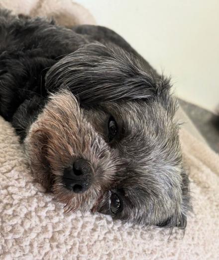 Ein kleiner schwarzer Hund döst.