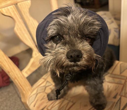 Ein kleiner schwarzer Hund mit Gehörschutz.