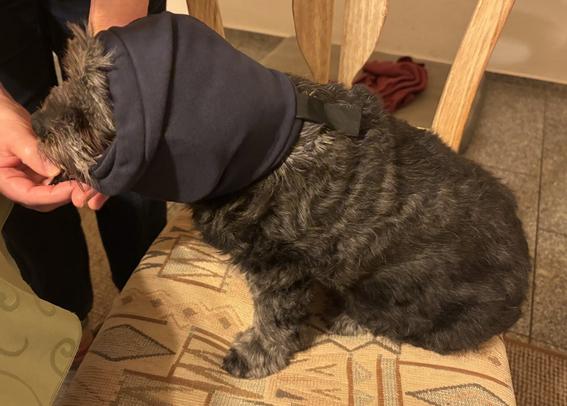 Ein kleiner schwarzer Hund mit Gehörschutz.