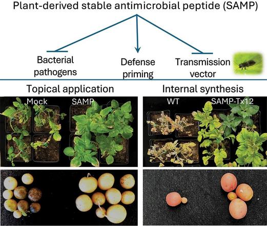 Panel of images to illustrate testing of a plant-derived stable antimicrobial peptide (SAMP) derived from Australian finger lime.
Potato and Arabidopsis plants producing SAMP synthesis showed increased resistance to vascular bacterial pathogens.