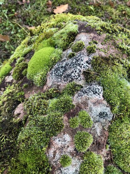 Nahaufnahme des bemoosten Steins