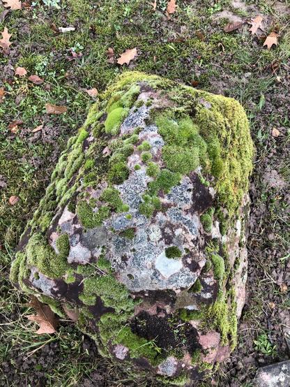 Großer Stein mit diversen Moosen und Flechten in unterschiedlichen Grün- und Grautönen bewachsen.