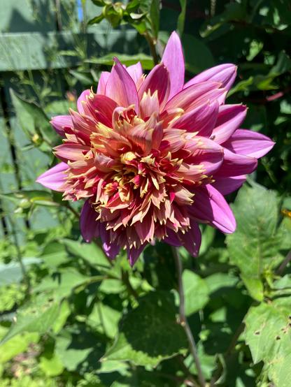 A close-up of a pink purple and yellow frilly dahlia flower in full bloom with green leaves and a fence in the background.