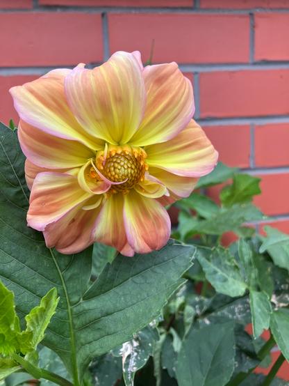 And orange and yellow collarette dahlia with big rounded petals. Behind the plant is a brick wall.