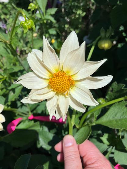 A cream single dahlia seedling variety with pointy cream petals and a yellow center in the flower. A hand is holding the dahlia flower, and the background is green leaves.
