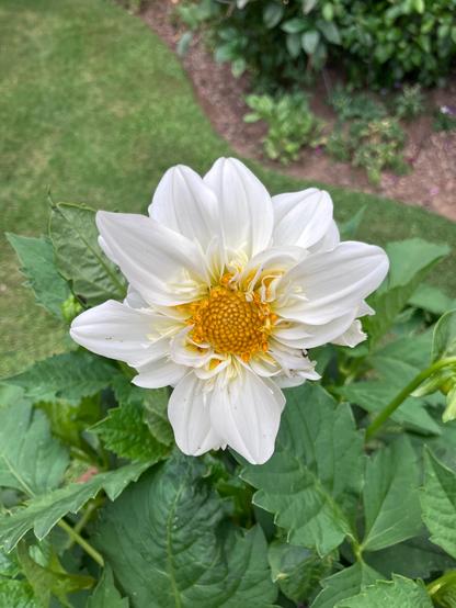 A frilly white collarette dahlia plant in full flower. In the background is grass and plants.