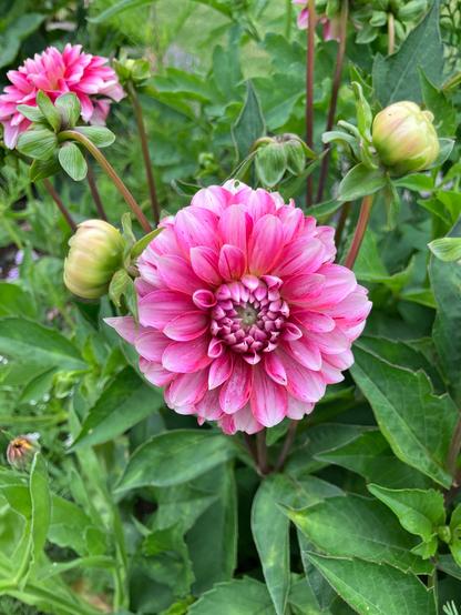 A striking pink toned decorative dahlia surrounded by leaves and other dahlia blooms.