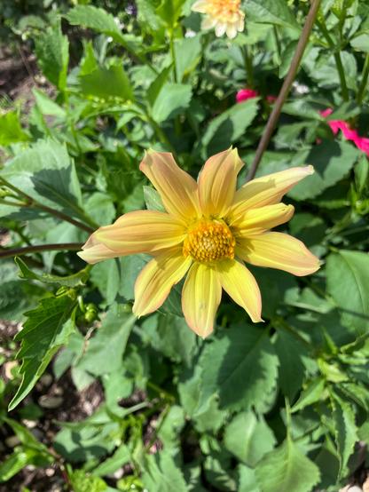 A single yellow dahlia surrounded by green leaves.