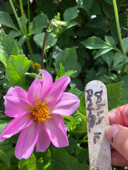 A single purple dahlia. Quite plain looking surrounded by green leaves. A hand is holding up a plant tag with it's name on it.