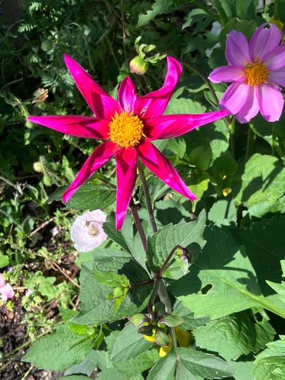 An orchid magenta dahlia seedling surrounded by green leaves and another purple dahlia in the background.
