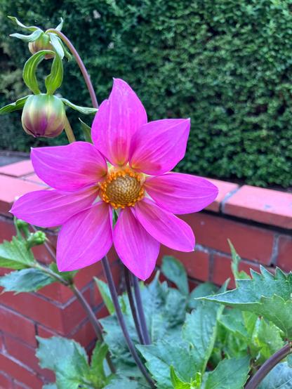 A single dark pink dahlia surrounded by leaves and in the background a brick wall and then a hedge.