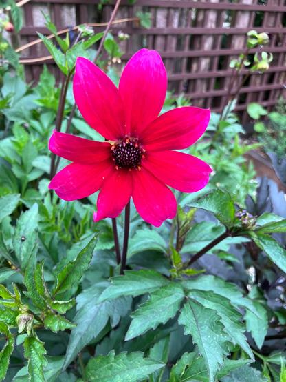 A single red/pink/orange ombre single dahlia flower surrounded by green leaves and a trellis in the background.