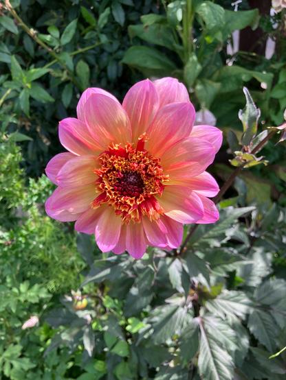A stunning pink/yellow and orange anemone dahlia flower surrounded by green leaves. The flower has a fluffy center.