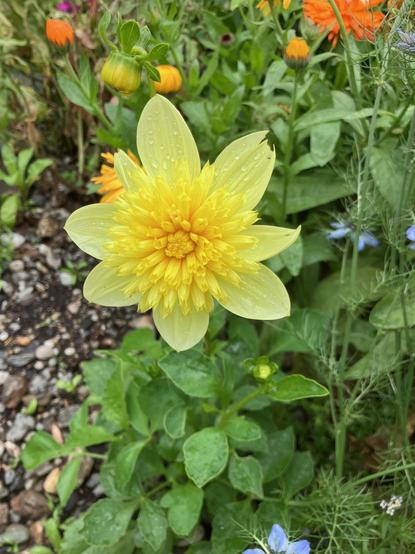 A small yellow anemone dahlia, which looks just like a daffodil, surrounded by leaves and calendula flowers in the background.