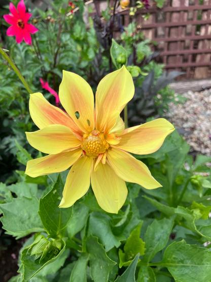 A single yellow dahlia with pink stripes. The flower petals are slightly fluted. It is surrounded by dahlia leaves and in the distance a trellis and another pink dahlia.