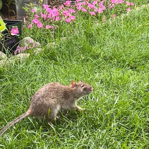 Annie the brown rat is on the green grass. In front of my flowerbed where pink dianthus are blooming by the stone border. Annie looks like she’s smiling and enjoying being out in the sun.