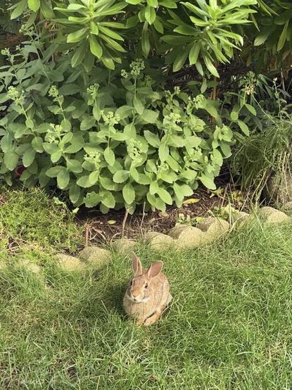 A tiny tan cottontail rabbit is on the green grass right in front of my flowerbed where the low bunch of waxy sedum and daisy leaves are growing.