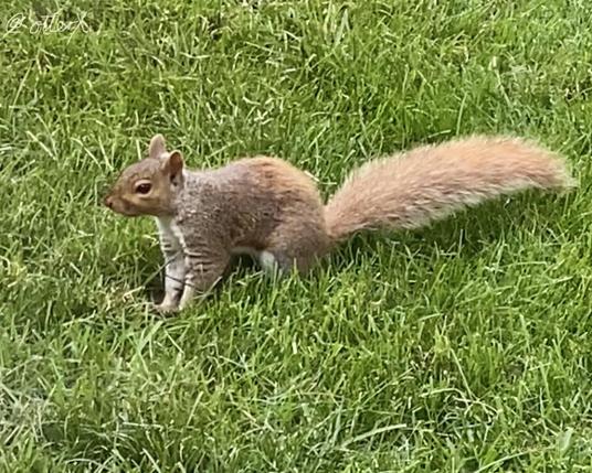 A beautiful Eastern grey squirrel is posed on the green grass. Her butt and fluffy tail is blond.