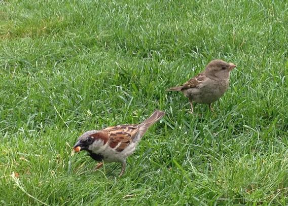 Two house sparrows are on the green grass, eating some peanuts. One on the left is a male, and has a black bib.