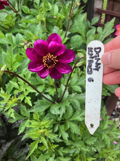 A small magenta single dahlia with yellow anthers. There is green dahlia leaves surrounding it, and there is a hand holding a plant plastic naming tag.