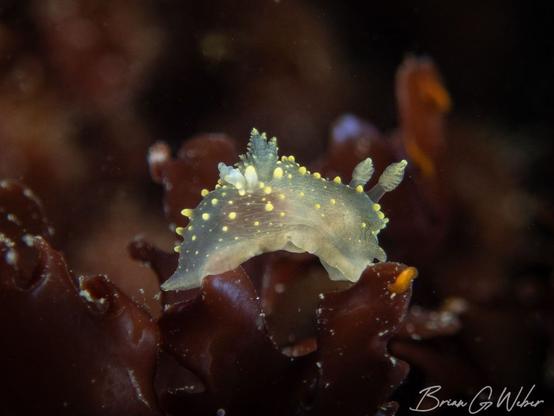 Palio dubia nudibranch and a bonus tiny brown acoelomorph flatworm in front.