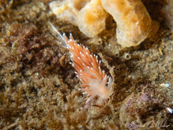 I found a single Coryphella verrucosa