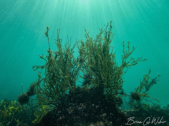 The shallows were so pretty as we were swimming in. I didn't get this shot quite right without a wide angle lens, but I did capture the sun beams.