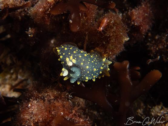 Most of the Palio dubia we see are lighter in color, but the body of this one was dark.