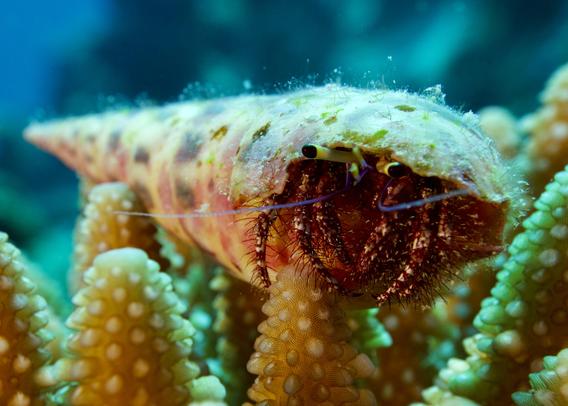 hermit crab sitting on coral