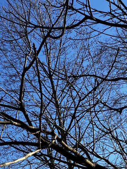 A messy spiderweb-like tangle of dark gray leafless bare branches, large and small, against a background of wintry blue sky. The sun is shining from the right, highlighting the sides of the branches and setting the rest in shadow.