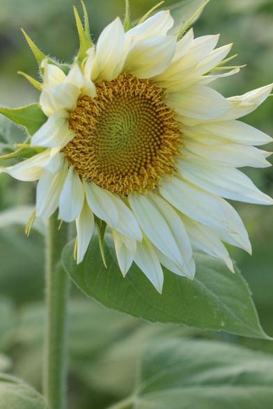 Close-up photo of a sunflower, lit softly from behind. The petals are a creamy white, rather than the typical golden yellow. It is striking and gentle all at the same time.