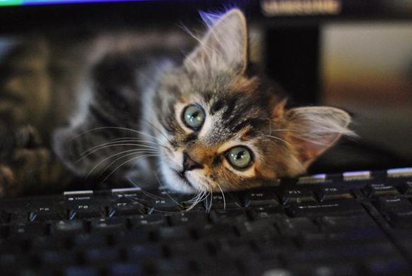 A fluffy kitten with green eyes is lying on a computer keyboard, looking directly at the camera. The background is slightly blurred, highlighting the kitten's curious expression and the texture of its fur.