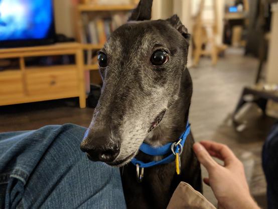 Photo of a black greyhound dog facing the camera. He is wearing a blue collar. A white man's hand is reaching out to touch him. The man's leg can be visible to indicate he is sitting with one leg crossed over the other.