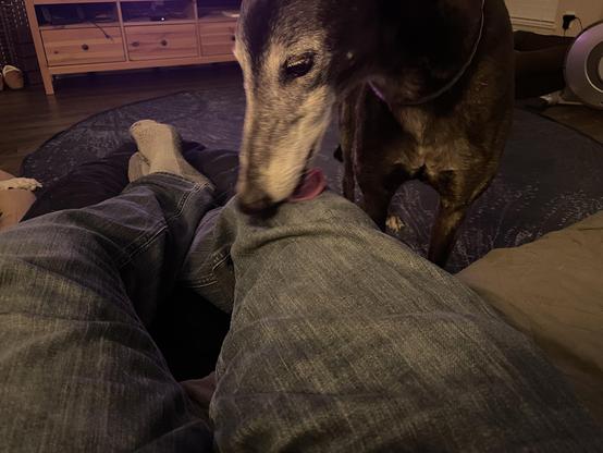 Photo of a black greyhound dog licking a man's pants on his legs as the man is sitting with his legs on a pouf.