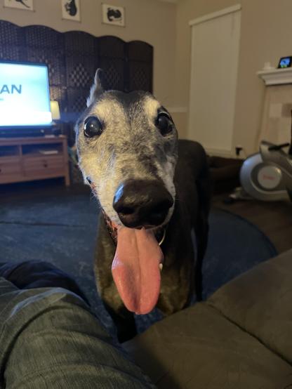 Photo of a black greyhound dog with white face facing the camera. His mouth is open as if to be panting. a man's leg is visible as he is sitting, with his leg on a pouf.