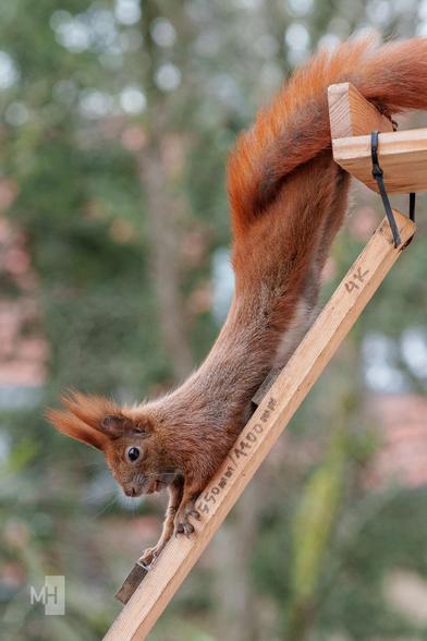 Ein Eichhörnchen streckt sich zum Abstieg auf einer Leiter lang nach unten. Es hält sich nur mit den Hinterpfoten an einer Latte fest. Dabei hat es eine Haselnuss im Maul.