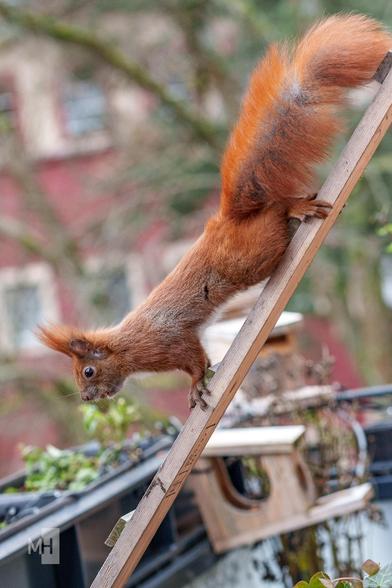 Das Hörnchen steht jetzt auf allen Vieren auf der Leiter und blickt nach unten.