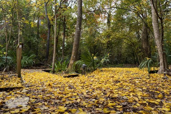 Ground covered in fallen yellow leaves in a wooded area with a wooden signpost and several palm trees.