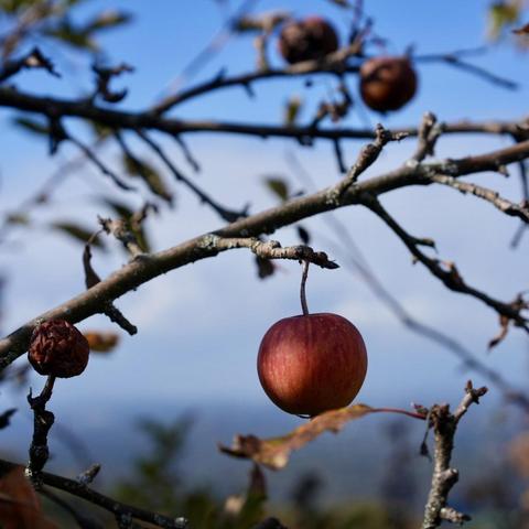 Apfel am Baum beschienen von der Sonne