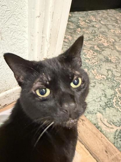 A close-up of a black cat with large green eyes. The background features a textured wall and patterned carpet. The cat appears curious and is facing the camera.