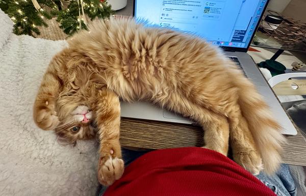 A long-hair orange cat is draped over my laptop and lap table, his body covering the keyboard, and his head is hanging over the side so that he's looking at me upside down. He has his front paws/legs stretched out towards me. Part of my red shirt is visible, then the lap table and computer (and Olly) sit in my lap.